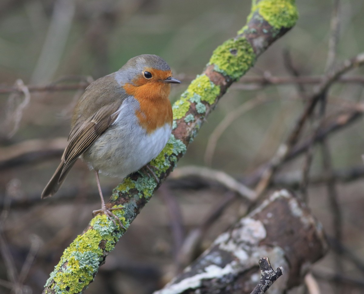 European Robin - ML645829238
