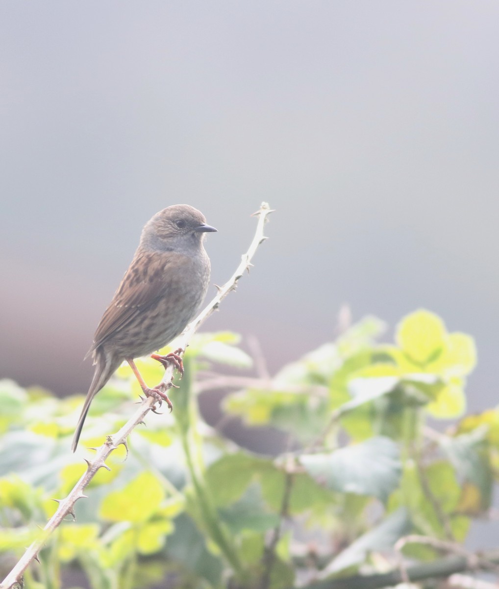 Dunnock - ML645829239