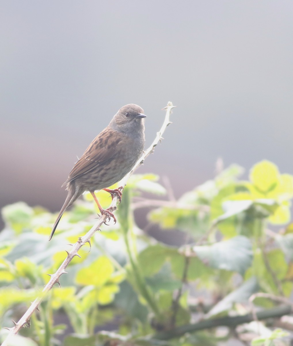 Dunnock - ML645829240