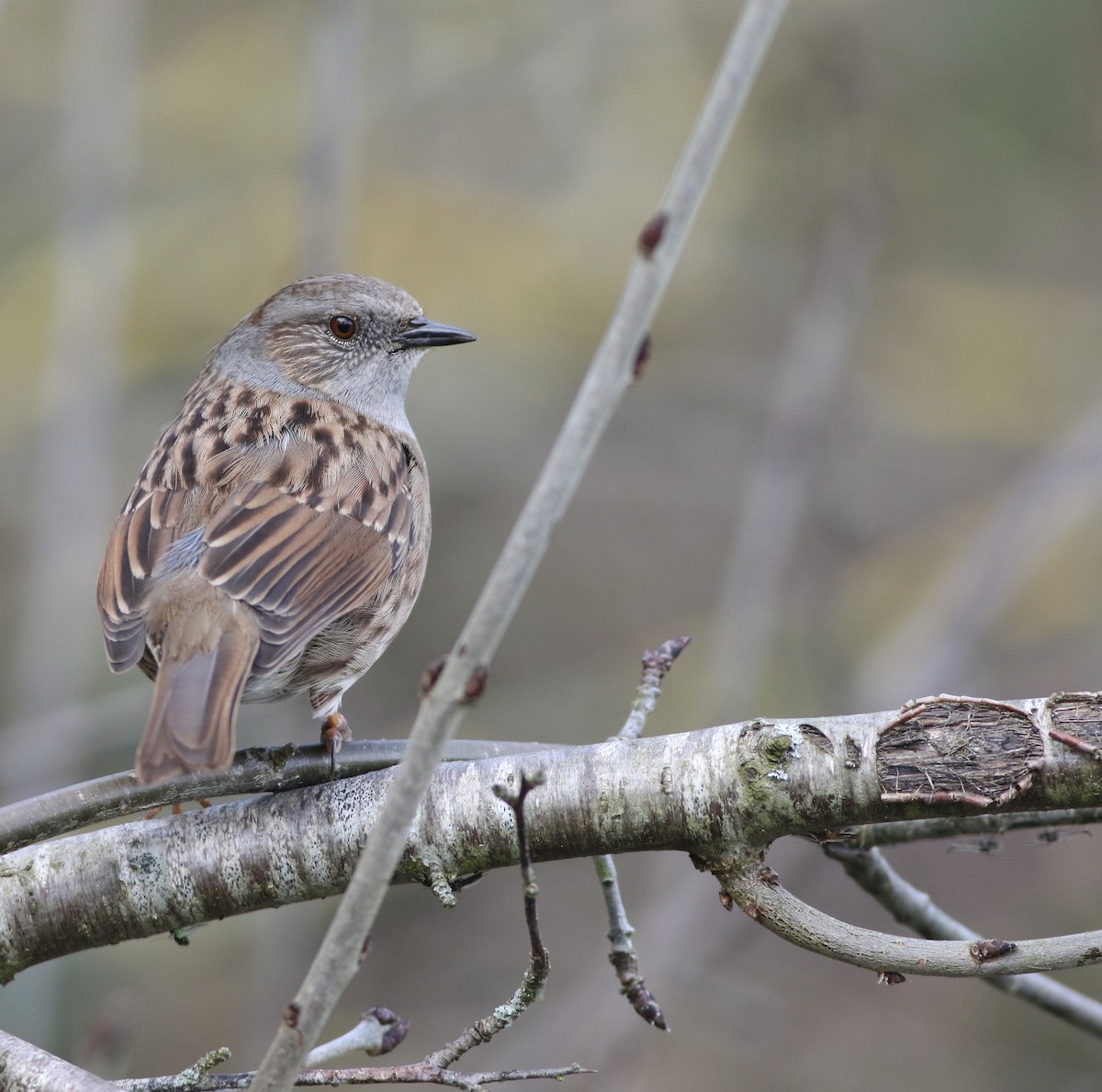 Dunnock - ML645829241