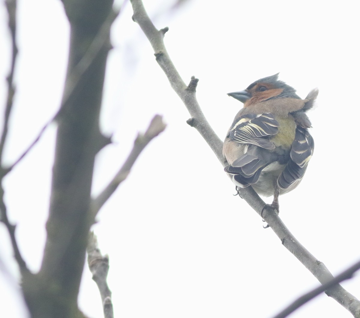 Common Chaffinch - ML645829242