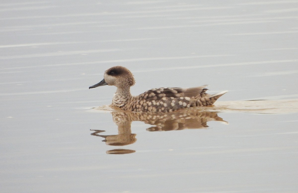 Marbled Duck - ML645829243
