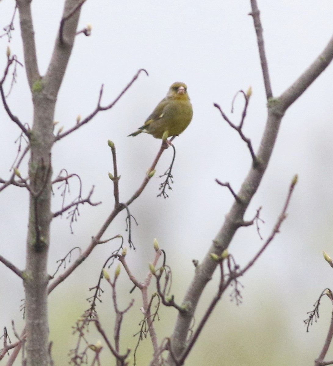 European Greenfinch - ML645829244