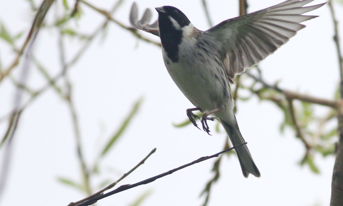 Reed Bunting - ML645829245