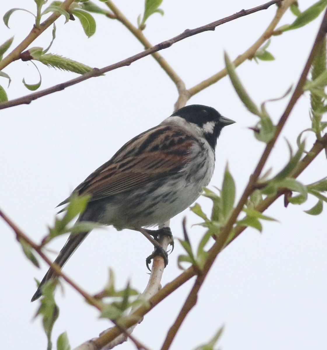 Reed Bunting - ML645829246