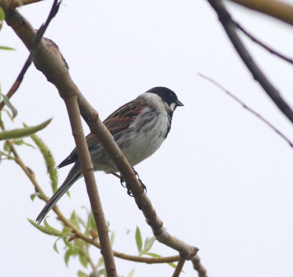 Reed Bunting - ML645829247