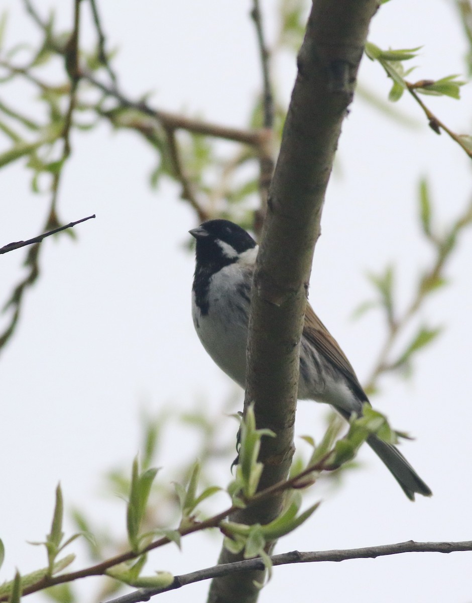 Reed Bunting - ML645829248