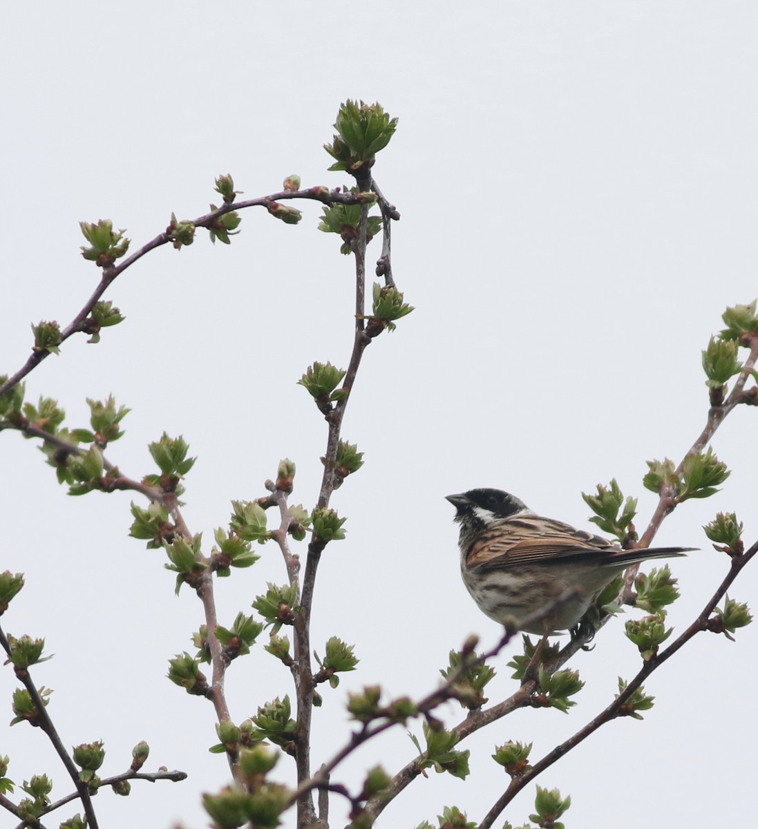 Reed Bunting - ML645829249