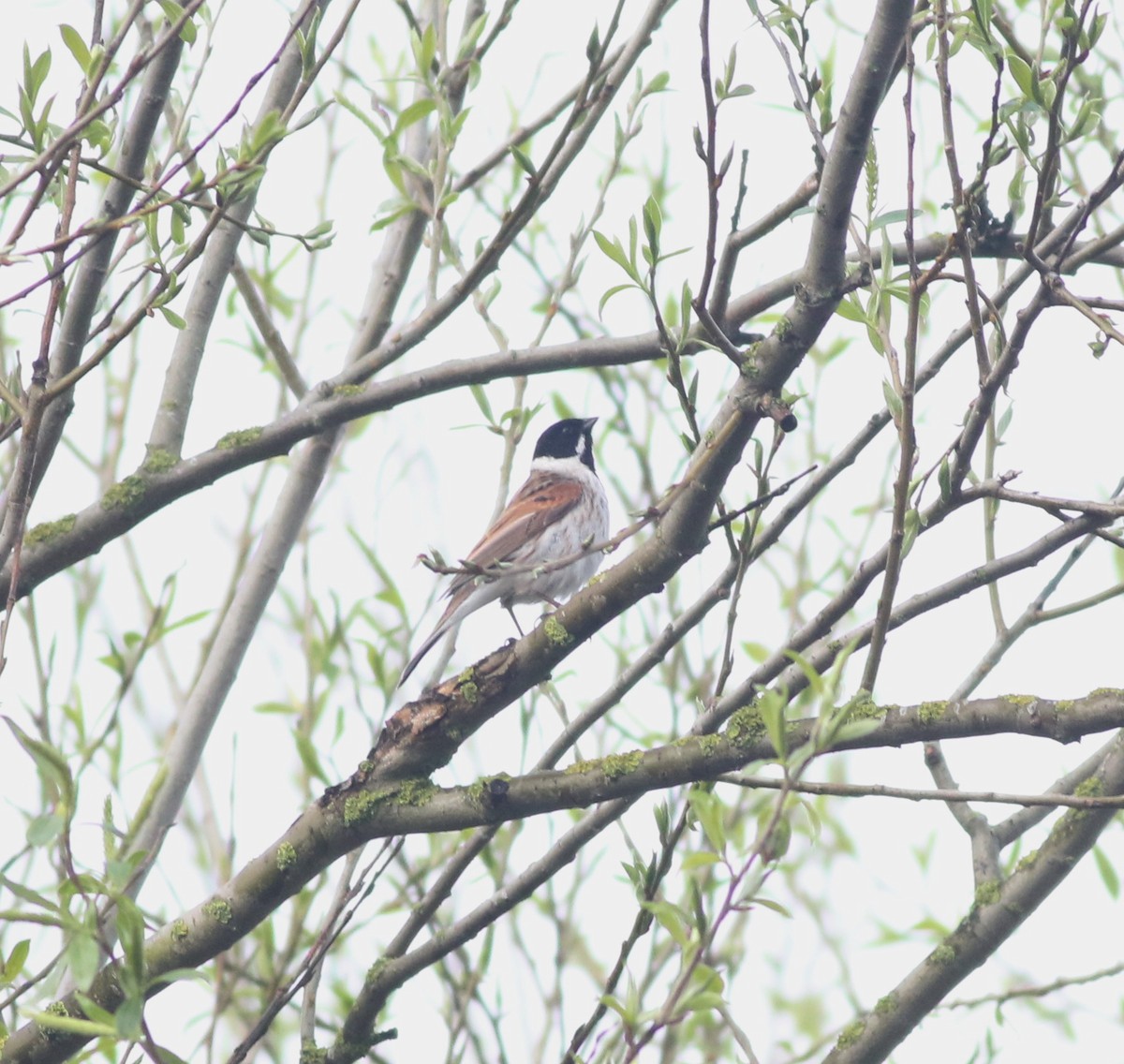 Reed Bunting - ML645829250