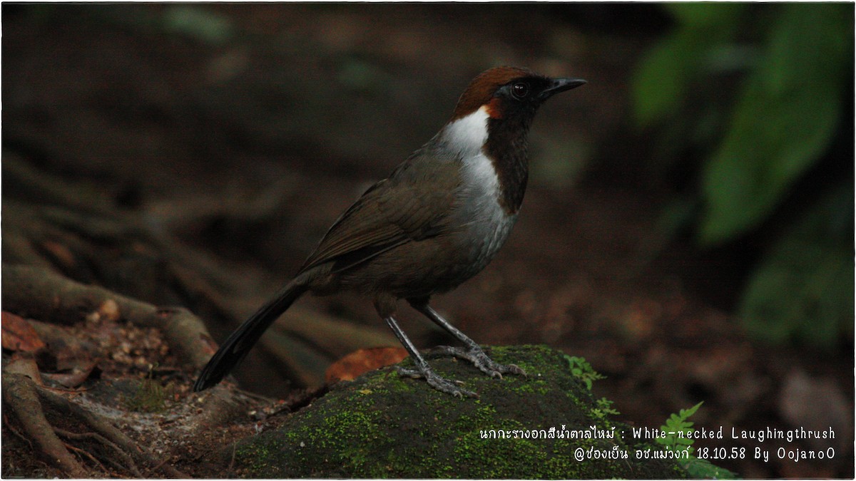White-necked Laughingthrush - ML645829251