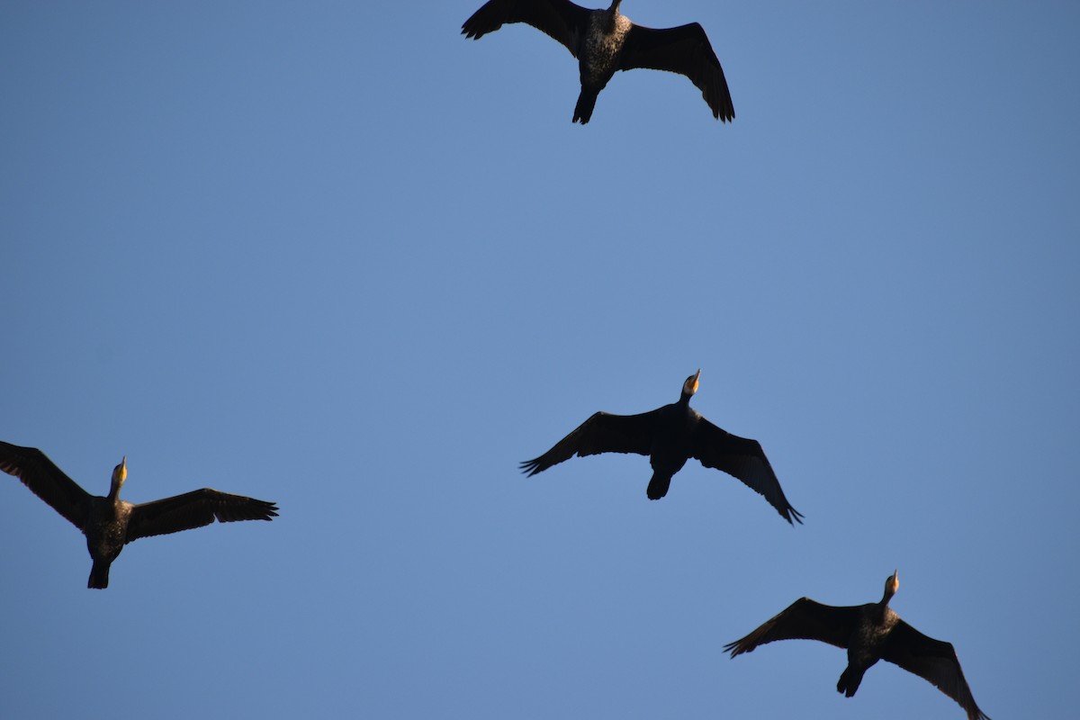 Great Cormorant - ML645829253