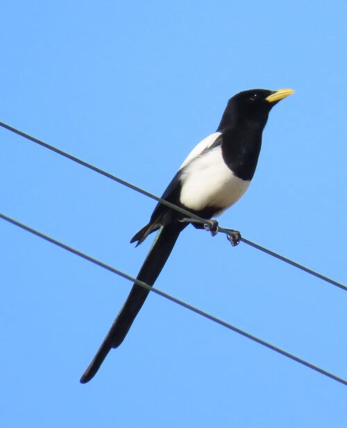 Yellow-billed Magpie - ML645829254