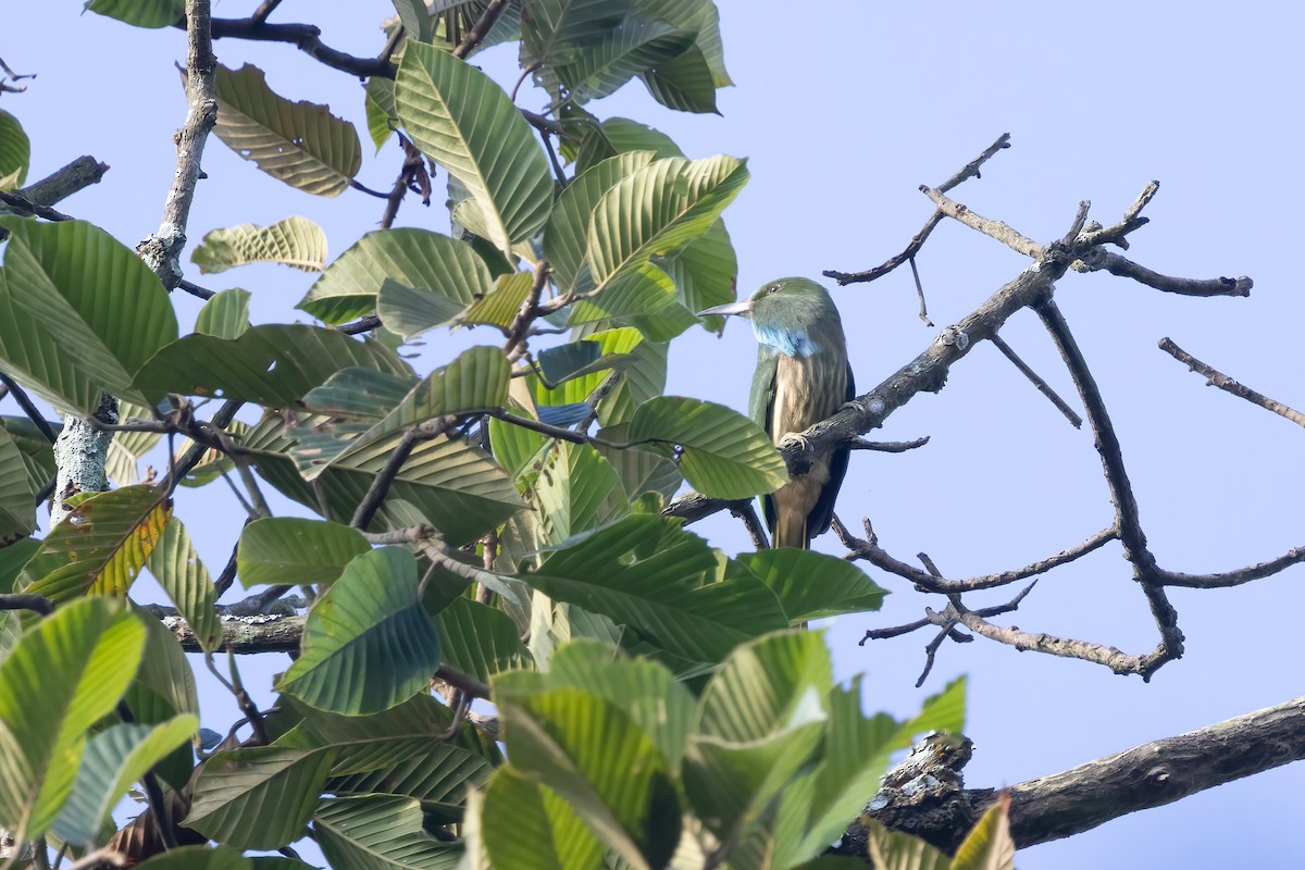 Blue-bearded Bee-eater - ML645829255