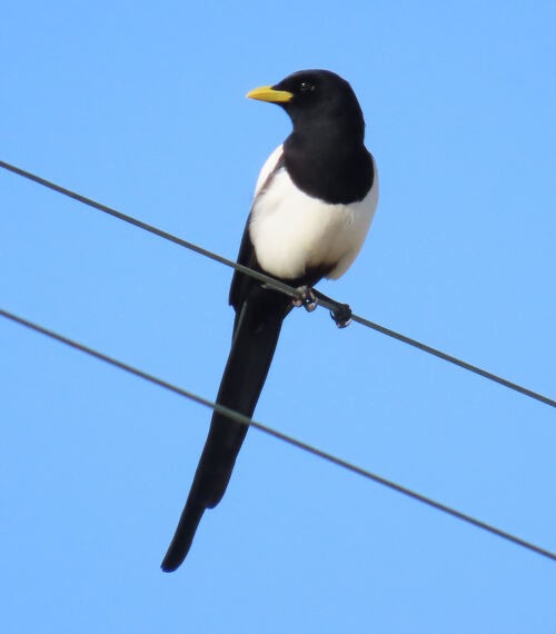 Yellow-billed Magpie - ML645829256