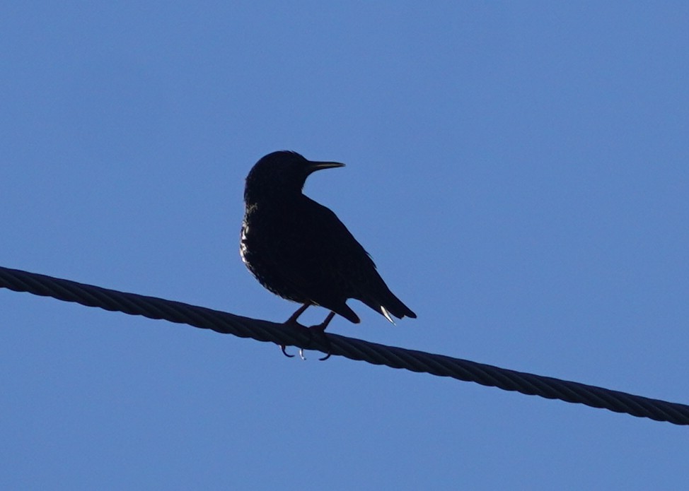 European Starling - ML645829257