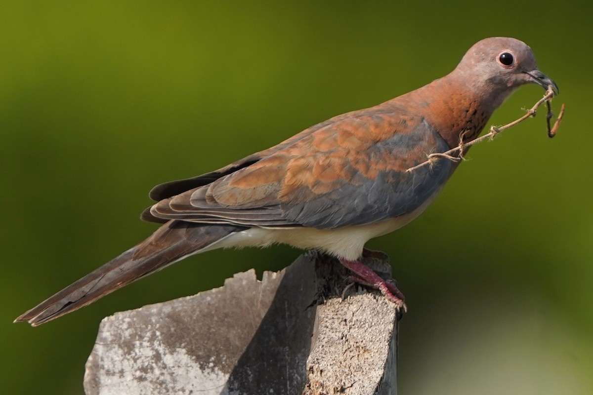 Laughing Dove - ML645829258