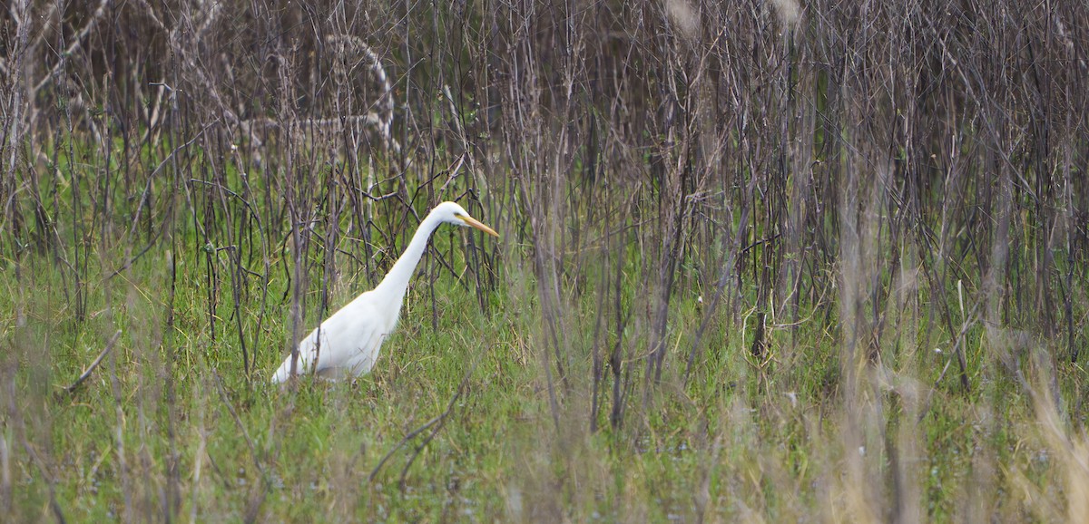 Plumed Egret - ML645829260