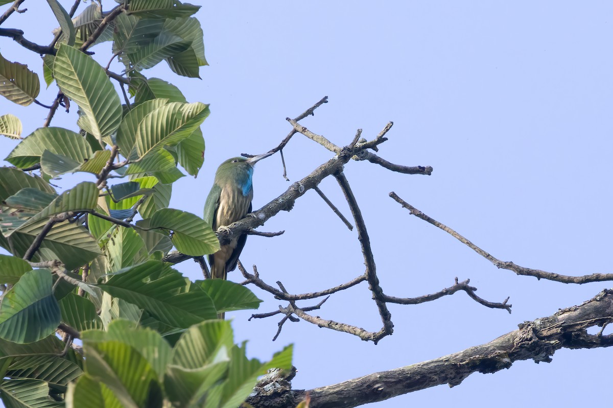 Blue-bearded Bee-eater - ML645829261