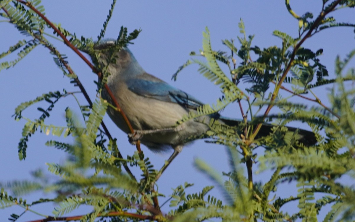 Woodhouse's Scrub-Jay - ML645829263