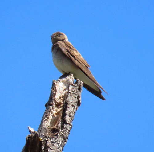 Northern Rough-winged Swallow - ML645829266