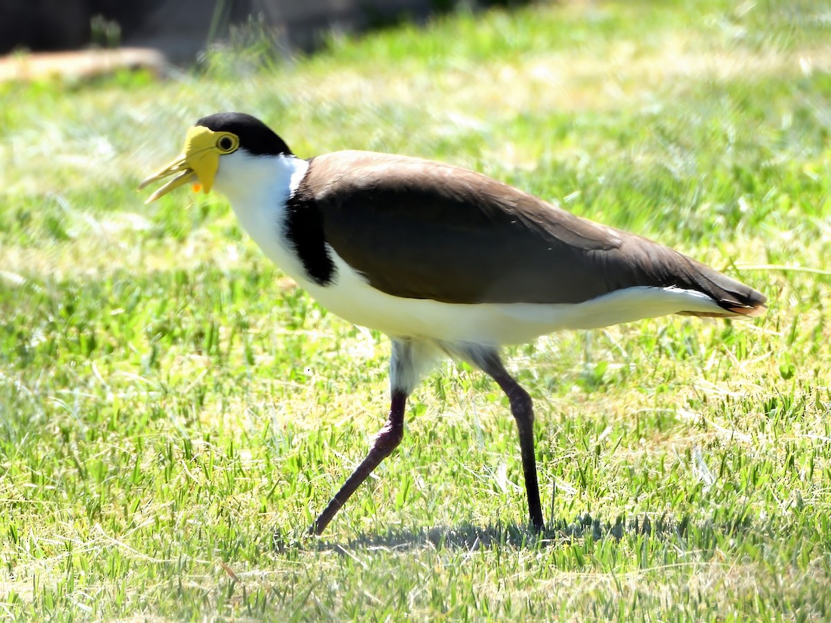 Masked Lapwing (Black-shouldered) - ML645829273