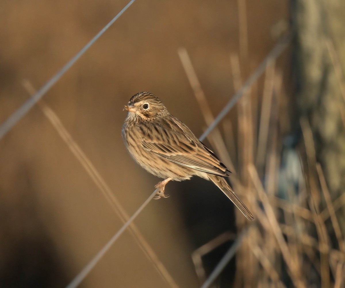 Vesper Sparrow - ML645829282