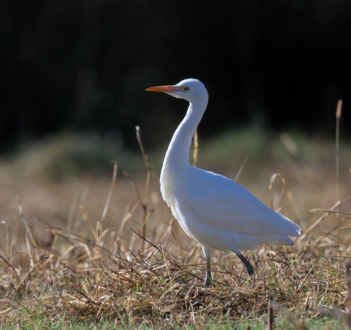 Western Cattle-Egret - ML645829285