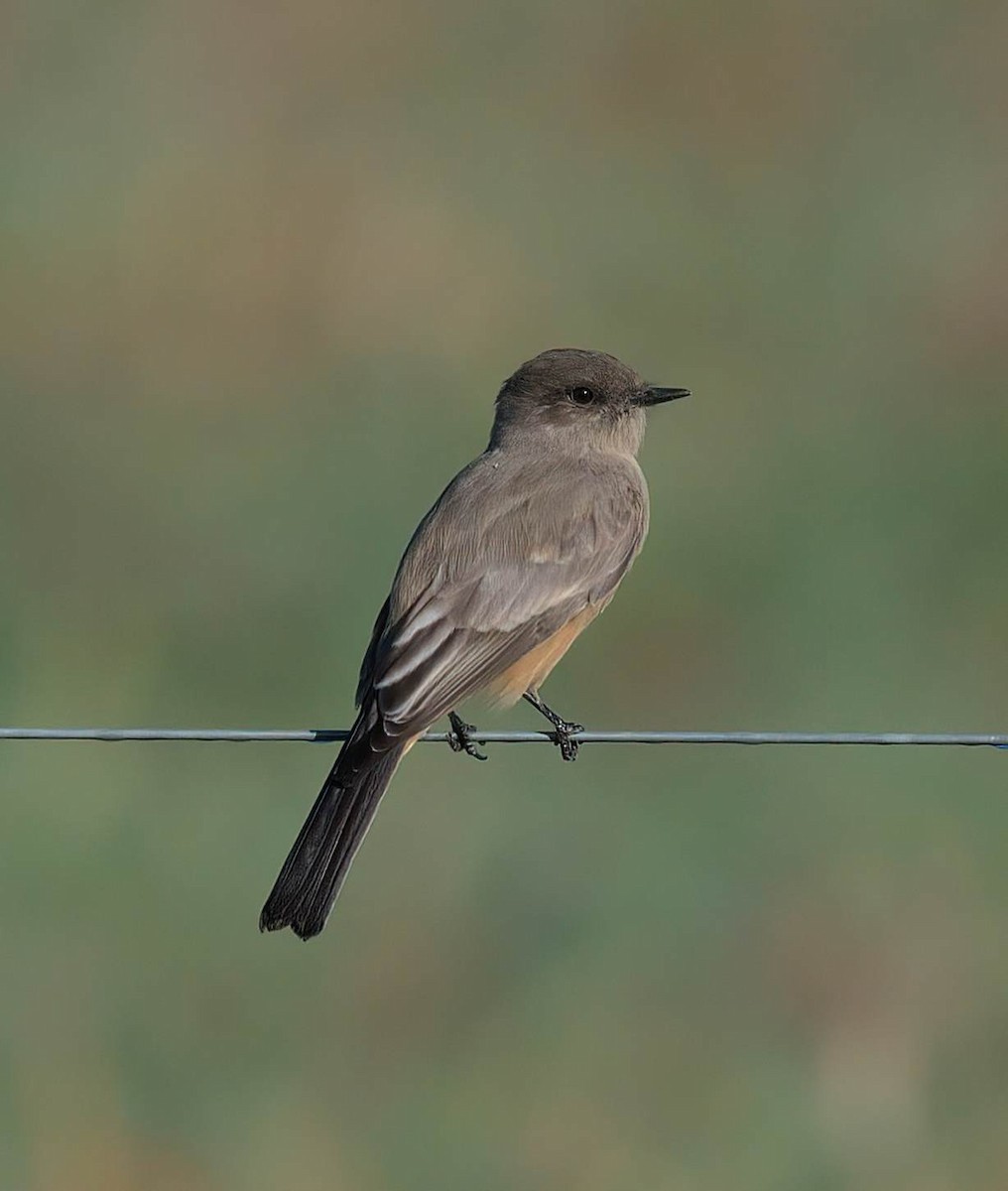 Say's Phoebe - ML645829288