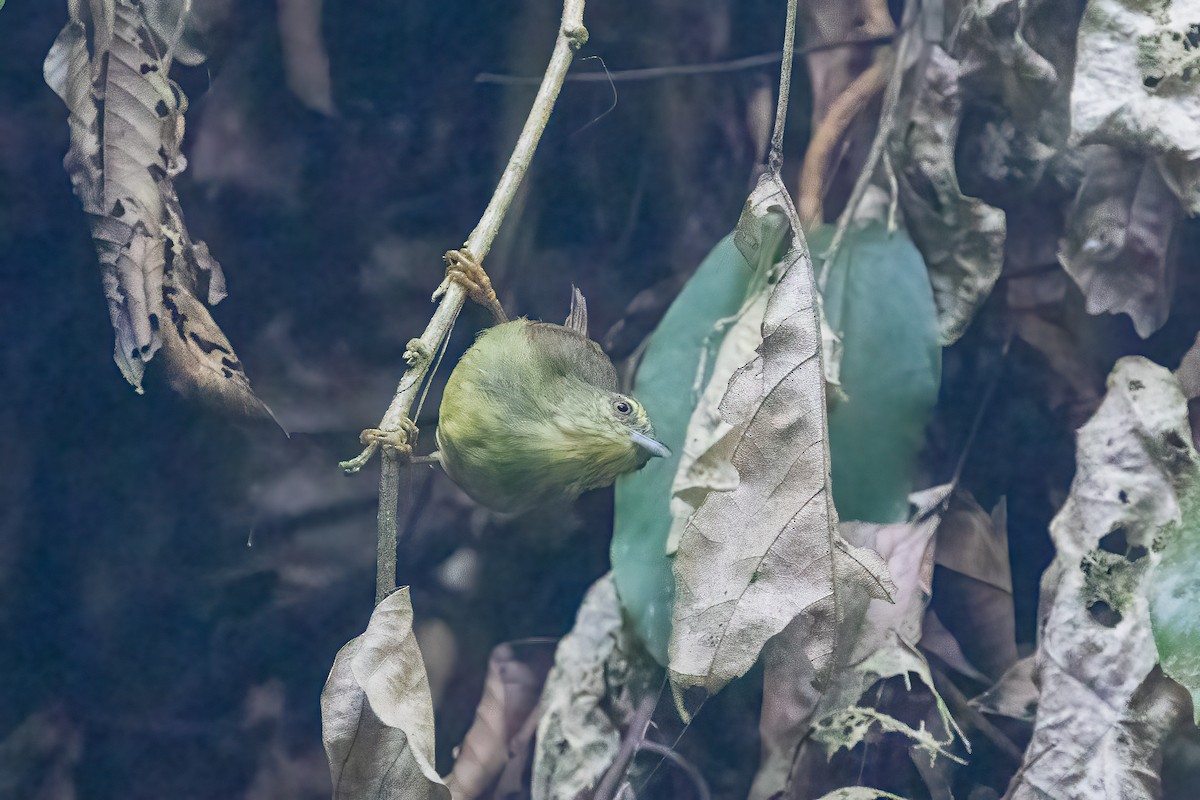 Pin-striped Tit-Babbler - ML645829307
