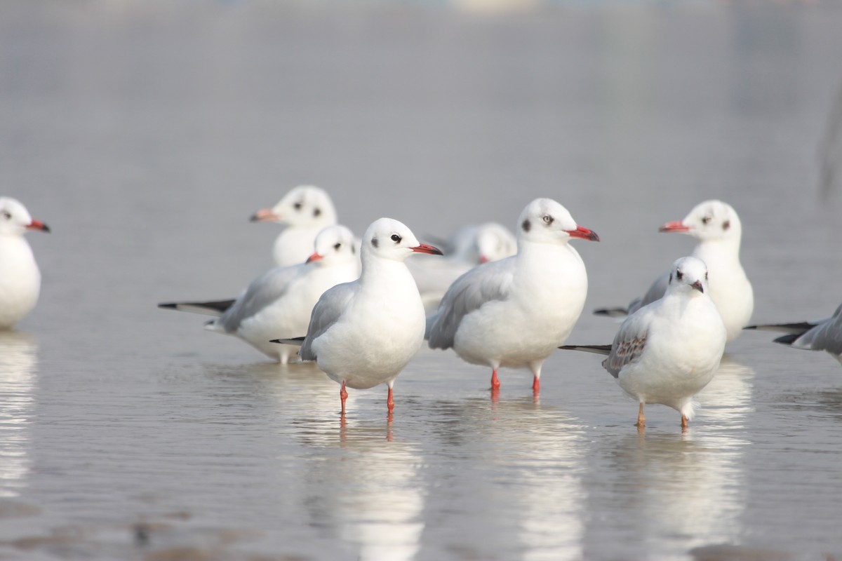 Hint Martısı - ML645829312