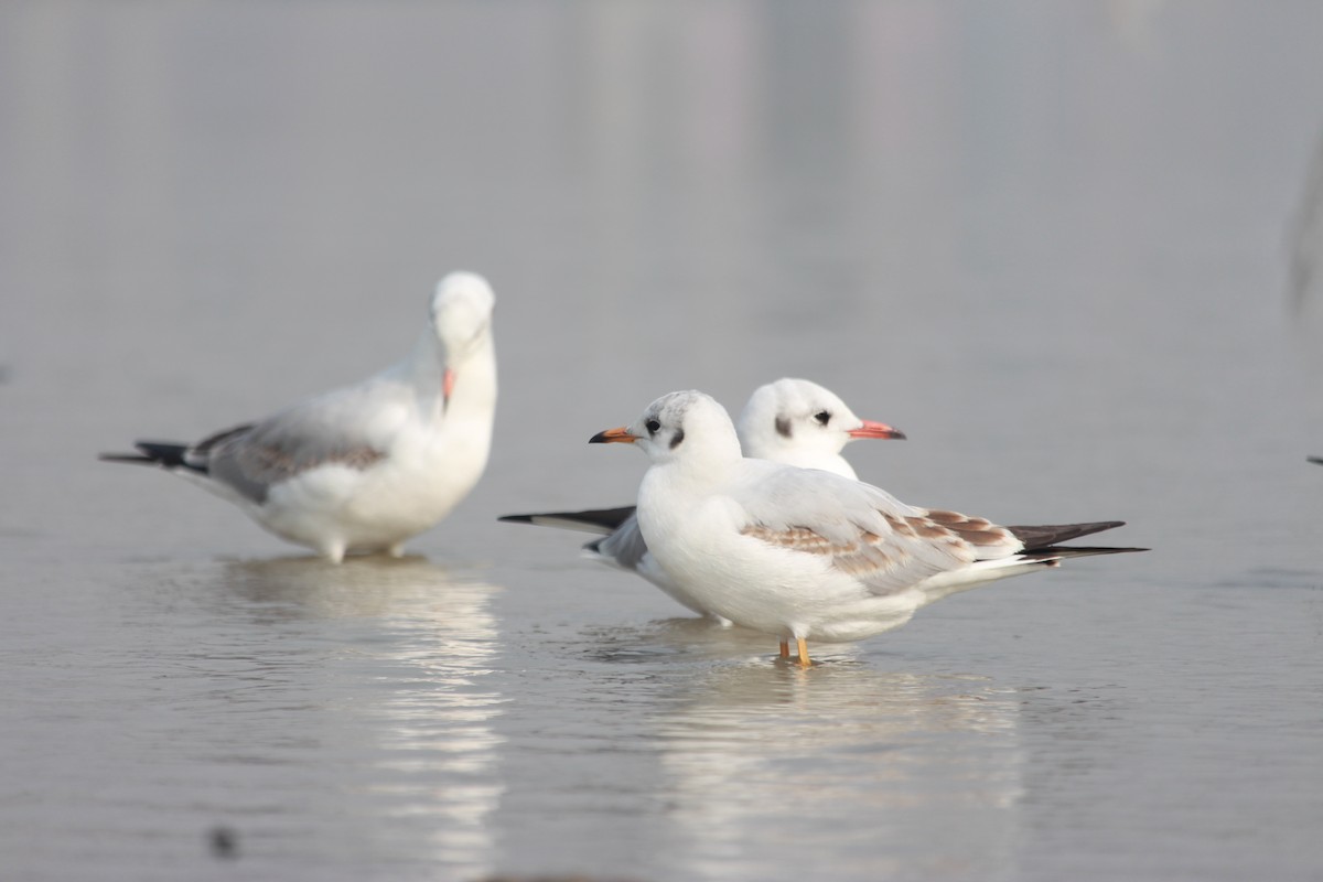 Hint Martısı - ML645829313