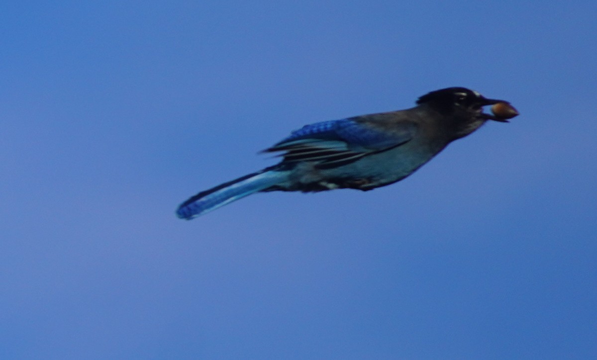 Steller's Jay - ML645829326