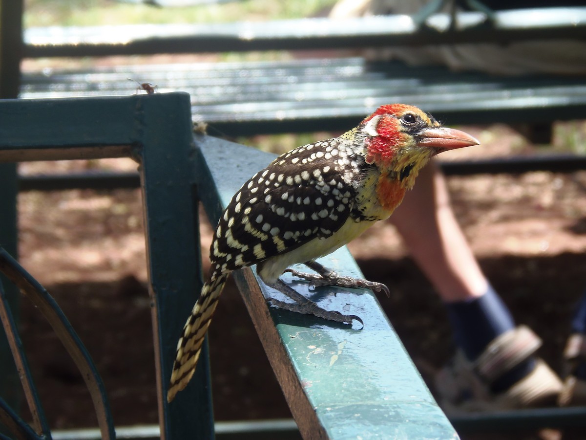 Barbudo Cabecirrojo - ML645829329