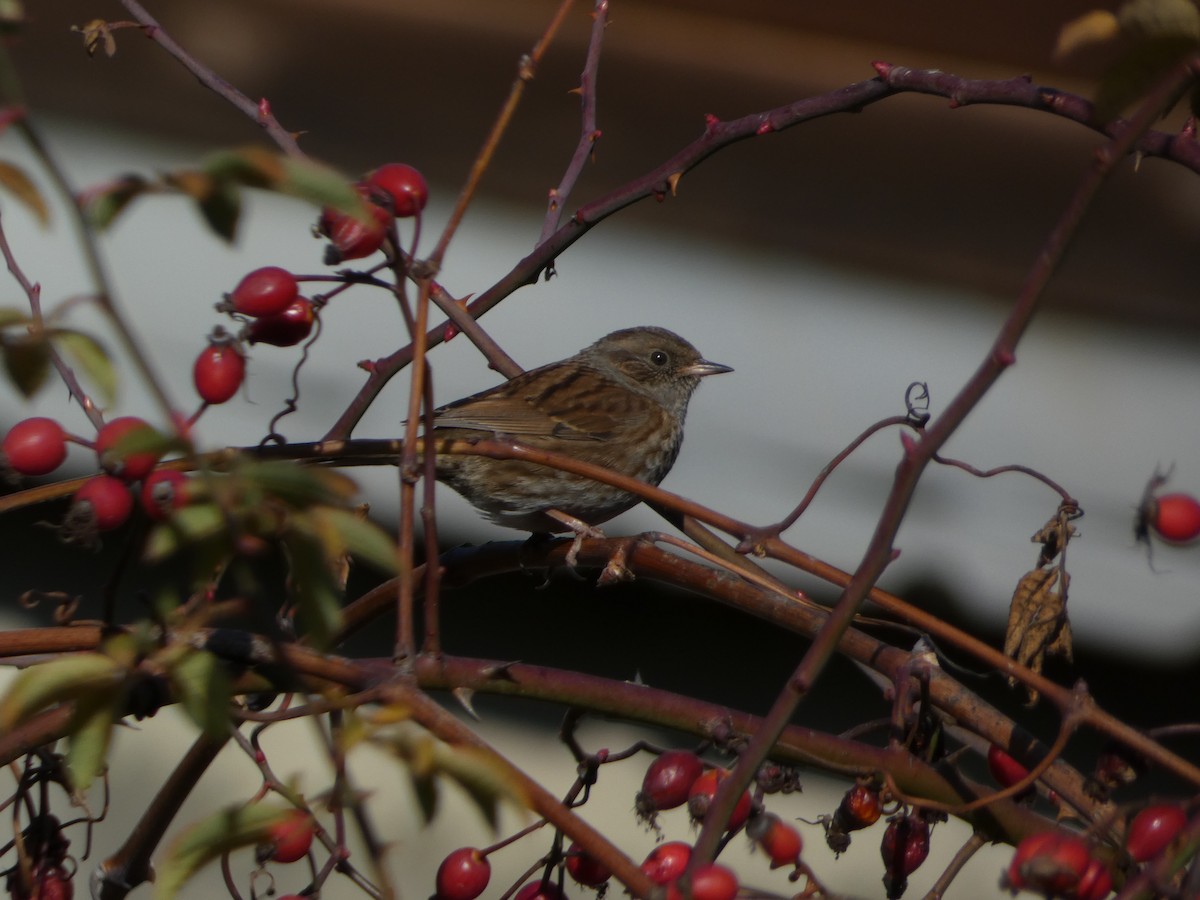 Accenteur mouchet - ML645829331