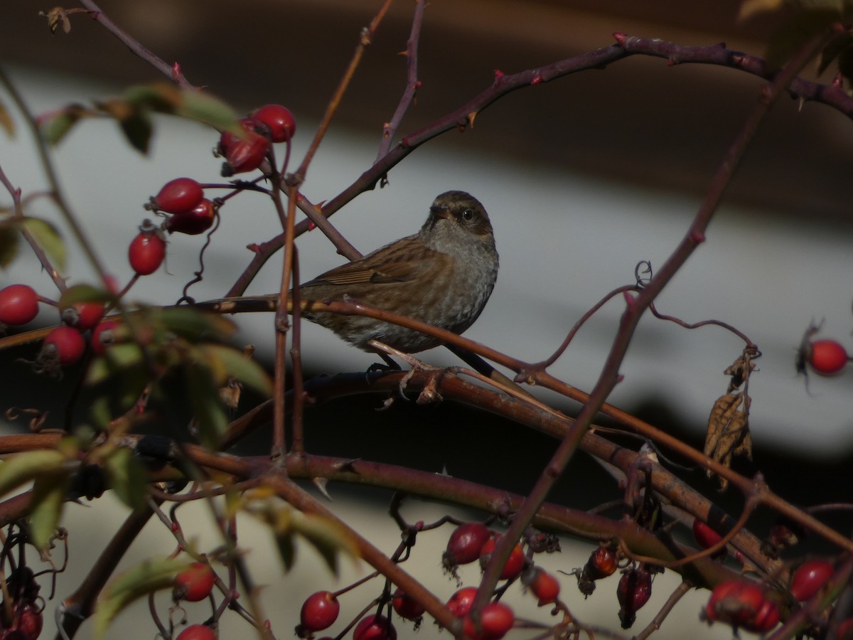 Accenteur mouchet - ML645829332