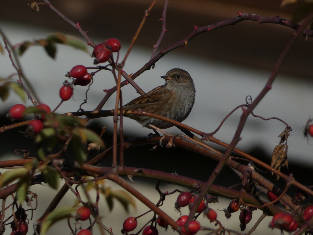 Accenteur mouchet - ML645829333