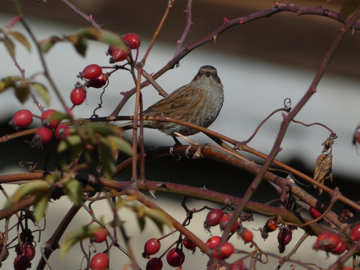 Accenteur mouchet - ML645829334