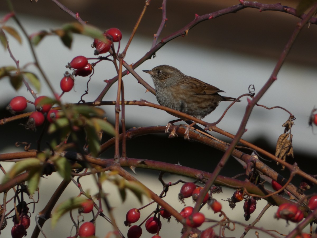 Accenteur mouchet - ML645829335