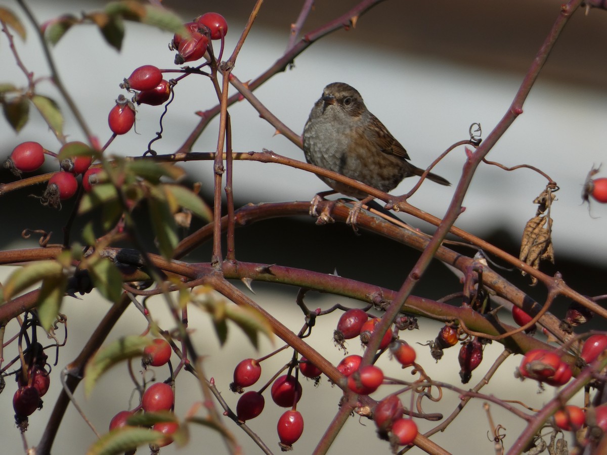 Accenteur mouchet - ML645829336