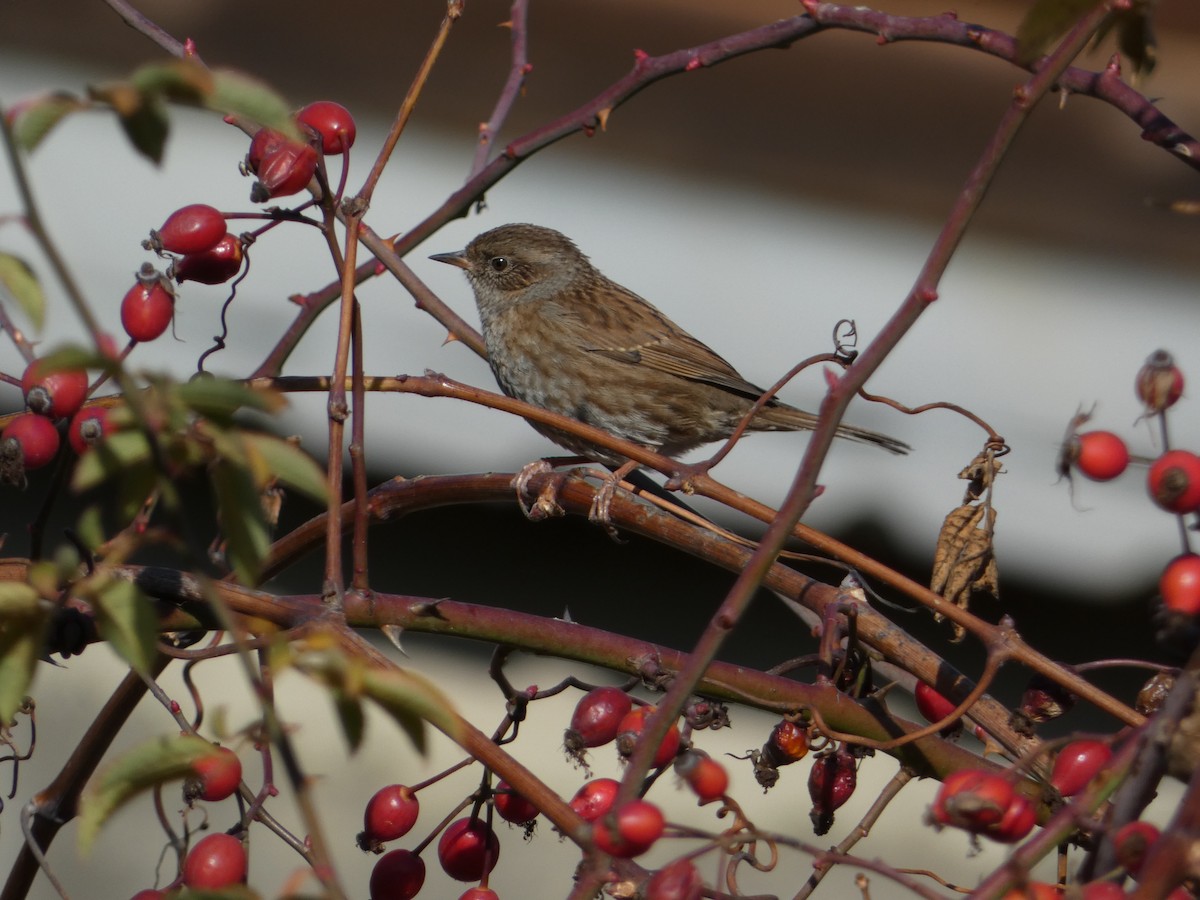 Accenteur mouchet - ML645829337