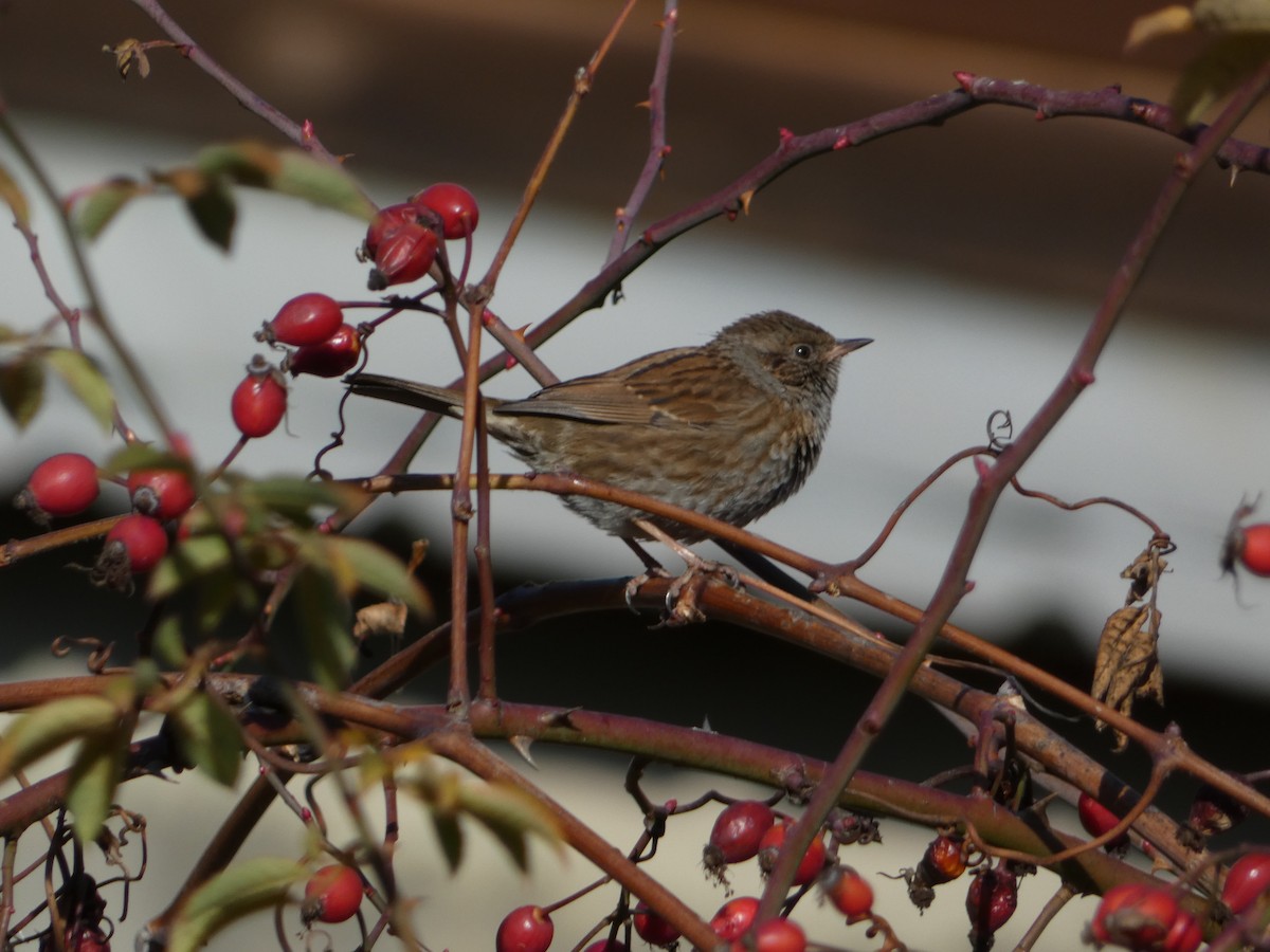 Accenteur mouchet - ML645829338