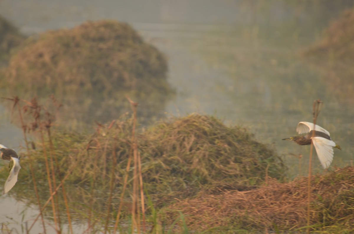 Crabier de Gray - ML645829340