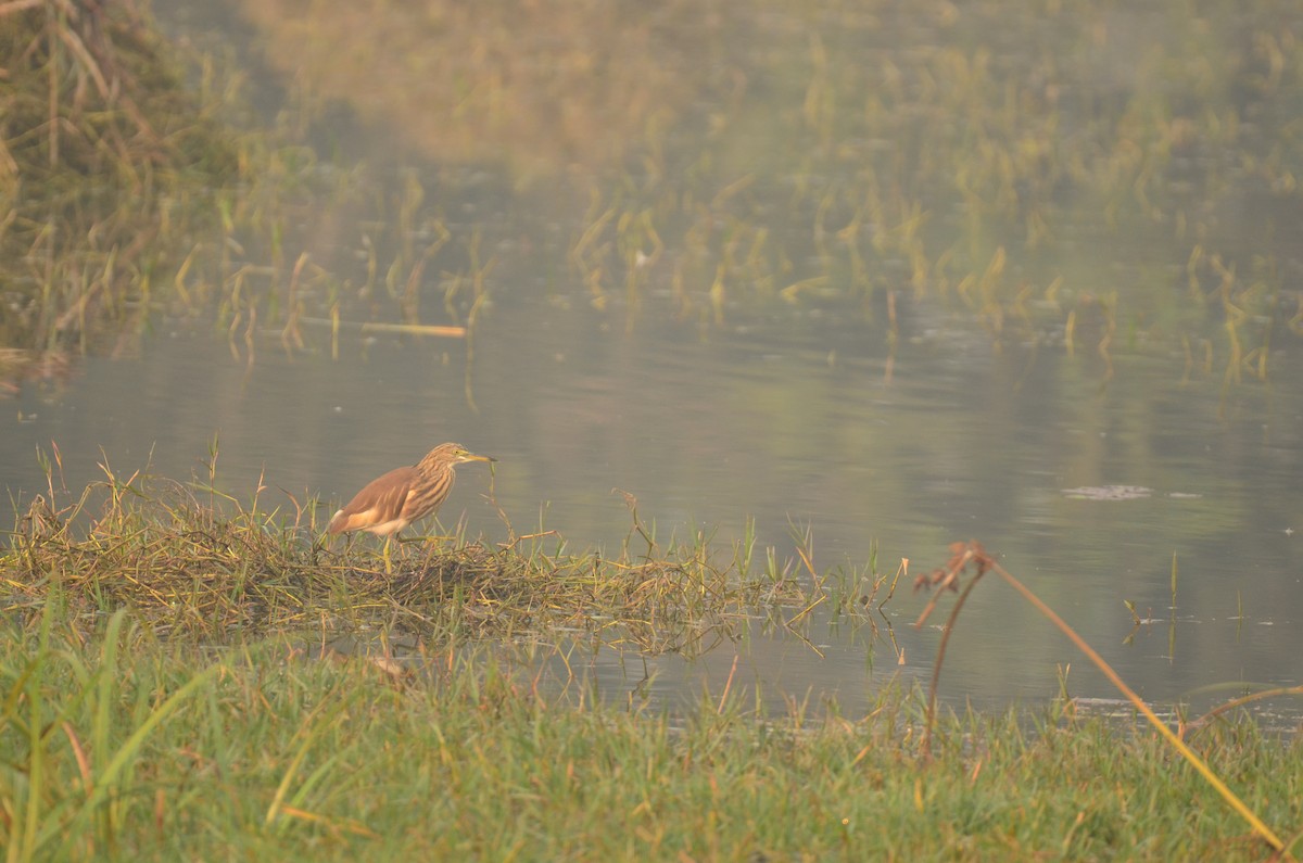 Crabier de Gray - ML645829341