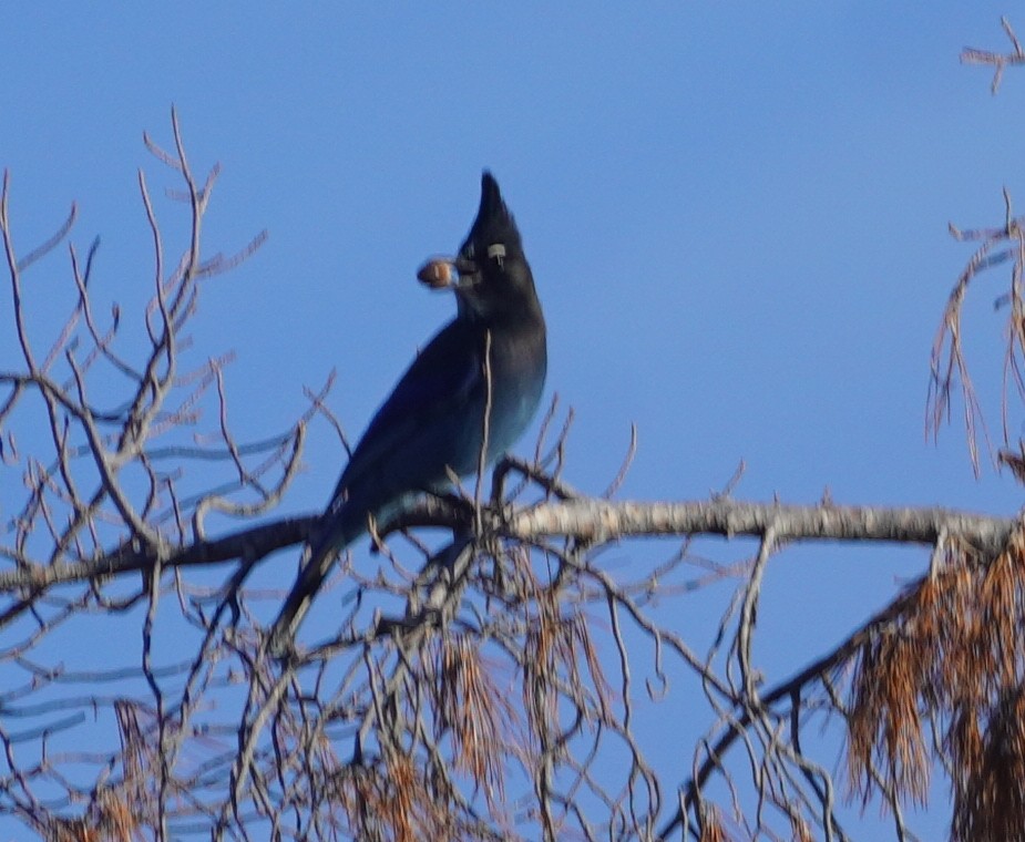 Steller's Jay - ML645829342