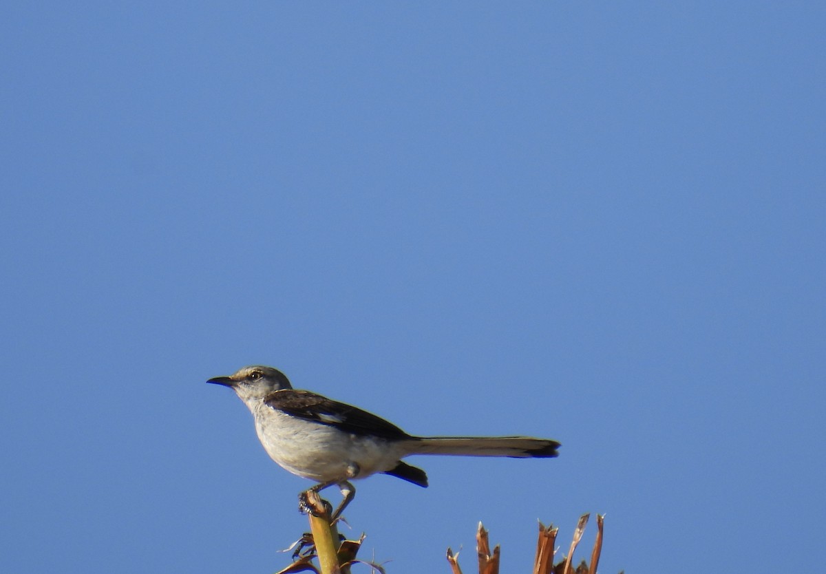 Moqueur polyglotte - ML645829343