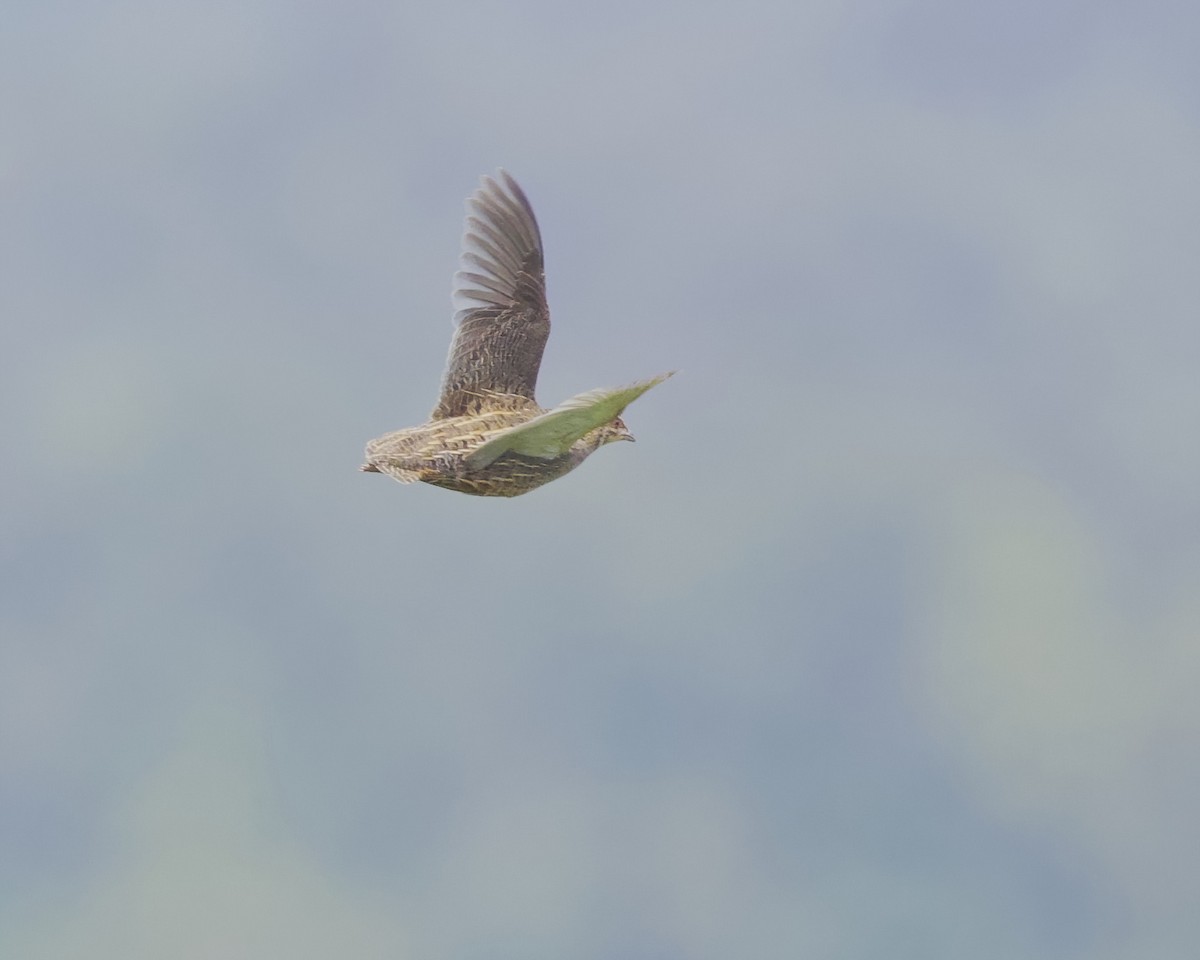 Caille arlequin - ML645829344