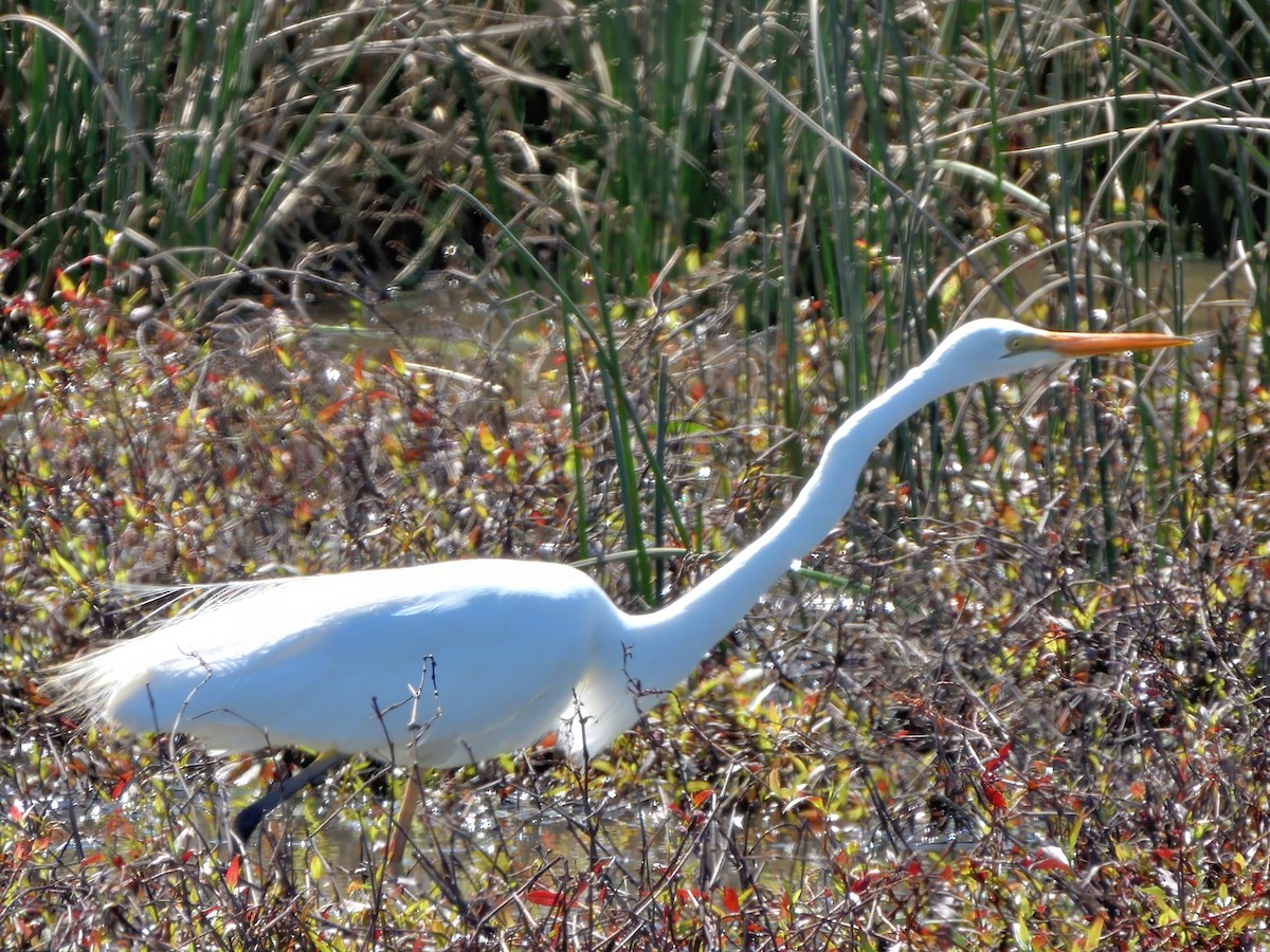 Grande Aigrette (modesta) - ML645829345