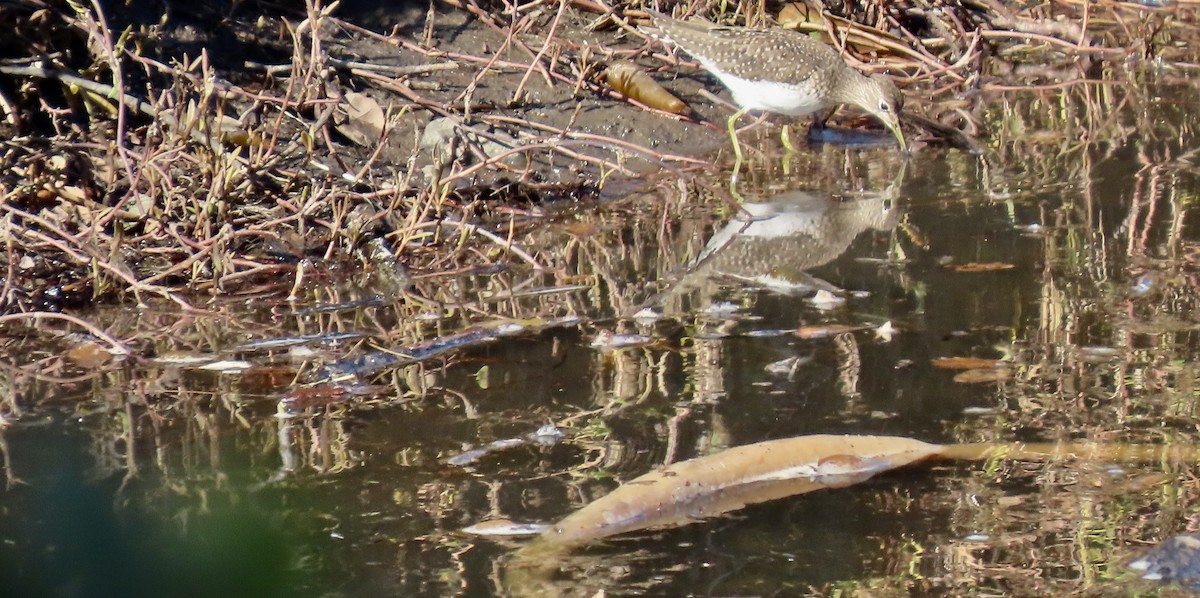 Solitary Sandpiper - ML645829346
