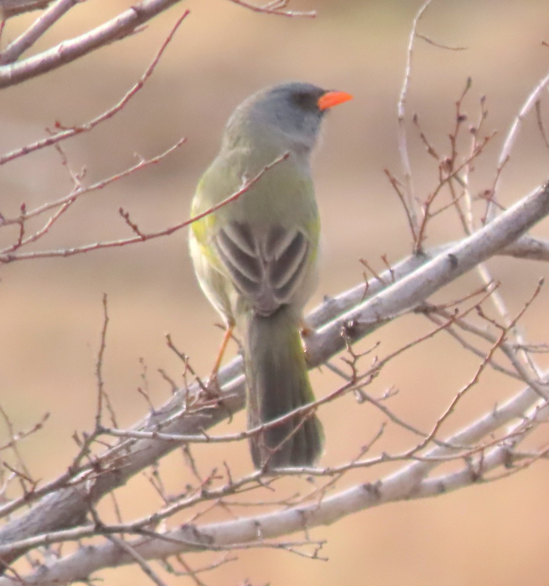 Embernagre à cinq couleurs - ML645829348