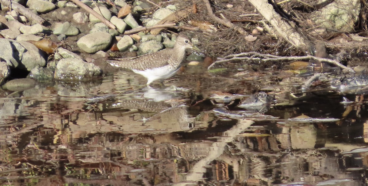 Solitary Sandpiper - ML645829349